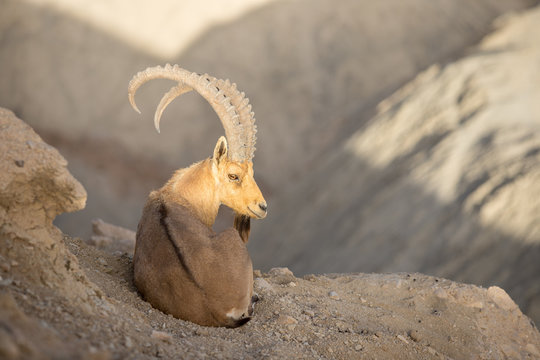 Nubian Ibex in Negev Dessert