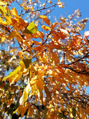 autumn leaves on a tree
