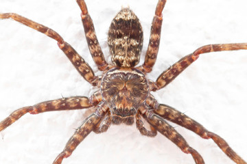 Close up image of spider on rough white wall