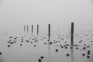 Grau in Grau: Trübe Stimmung am See. Pfähle und Blässhühner im Starnberger See 