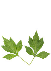 White Mugwort Close up