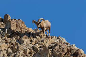 Desert Bighorn Sheep Ram