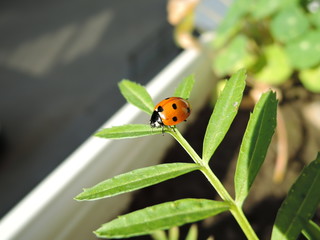 a little ladybug crawling on a green leaf on a Sunny day.