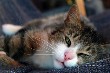 Cat © Micha
