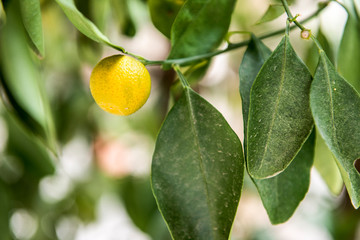 naranjas verdes y amarillas