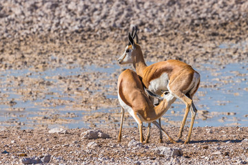 A mother springbok ( Antidorcas Marsupialis) nursing her young, Etosha National Park, Namibia.
