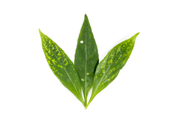 Naklejka premium Kariyat Close up