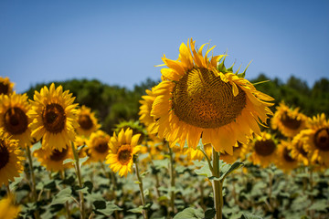 Girasoles