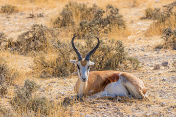 Springbok ( Antidorcas Marsupialis) lying down, Etosha National Park, Namibia.