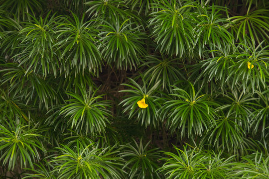 Green plant background