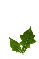 Sea holly Leaf Close up