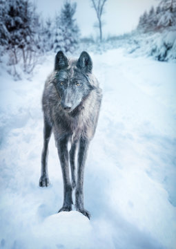 Ein wilder Wolf der Rasse Timberwolf steht in verschneiter Winterlandschaft