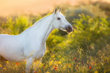 White horse portrait in poppy flowers at sunrise light