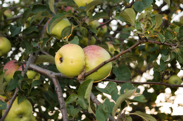 Apples on a tree branch