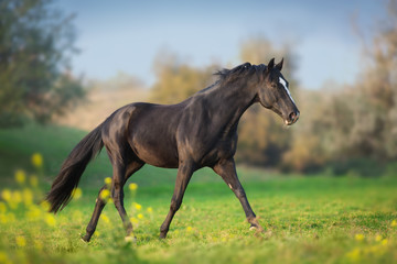 Fototapeta na wymiar Horse run gallop in green meadow