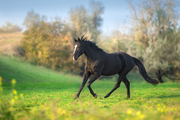 Horse run gallop in green meadow