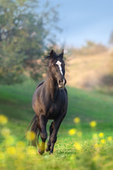 Horse run gallop in green meadow