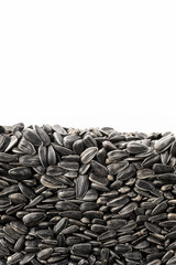 Layer of sunflower seeds in section isolated on white background. Agriculture poster concept