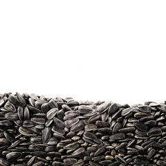 Layer of sunflower seeds in section isolated on white background. Agriculture poster concept