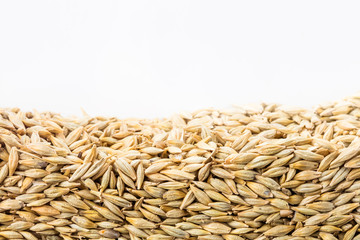 Layer of oats seeds in section isolated on white background. Agriculture poster concept