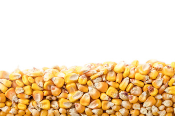 Layer of corn grains in section isolated on white background. Agriculture poster concept