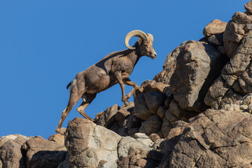 Desert Bighorn Sheep Ram