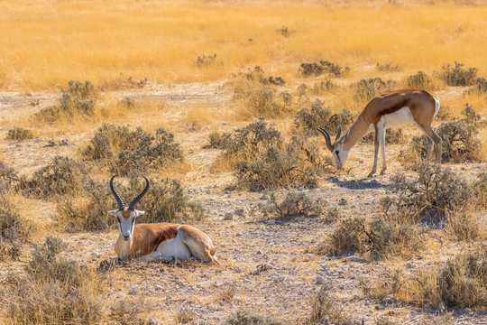 Two springbok ( Antidorcas Marsupialis) lying down and the other eating, Etosha National Park, Namibia.