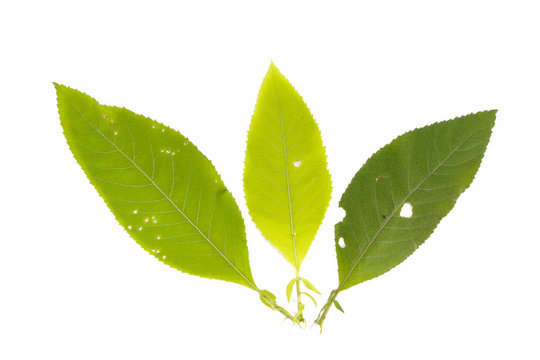 Leaf Ngai Camphor Tree