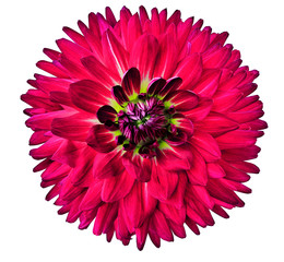 Pink flower dahlia. Flower isolated on white background. For design. Closeup. Clearer focus. Nature.