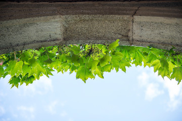 arco de piedra con hojas verdes precioso