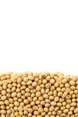 Layer of soya beans in section isolated on white background. Agriculture poster concept