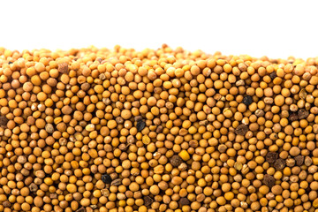 Layer of soya beans in section isolated on white background. Agriculture poster concept
