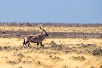 Gemsbok ( Oryx Gazella) walking, Etosha National Park, Namibia.