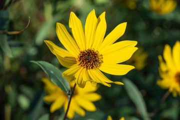 Giant Sunflower in Bloom