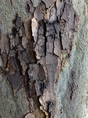 TEXTURA CORTEZA  MADERA ARBOL