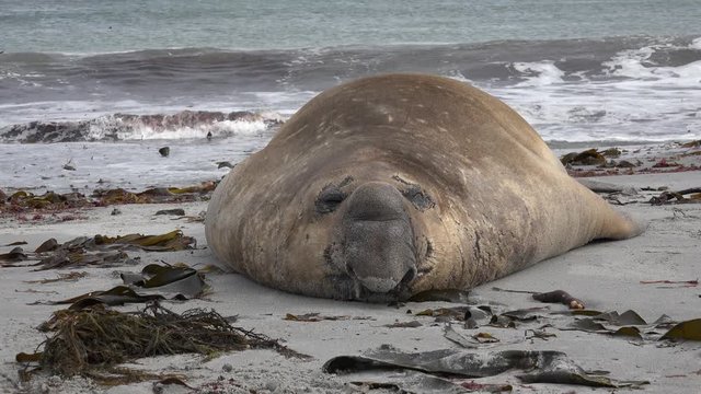Male Southern elephant seal rests on the beach on Sea Lion Island, Falkland Islands