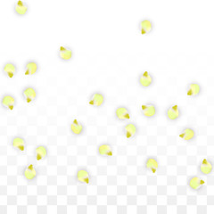 Vector Realistic Pink Petals Falling on Transparent Background.  Spring Romantic Flowers Illustration. Flying Petals. Sakura Spa Design. Blossom Confetti.