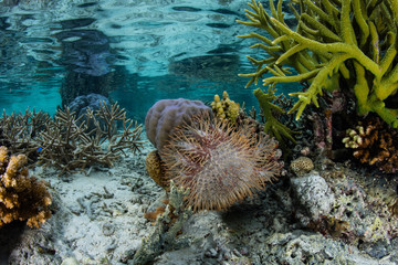 Crown of Thorns Sea Star Feeding on Coral in Indonesia