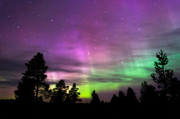 Aurora Borealis, Northern Lights, above boreal forest.