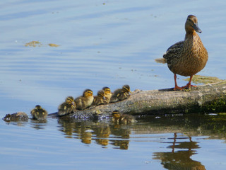 Duck Mother and Babies