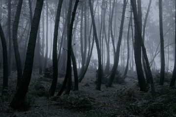 Foggy woods at dusk