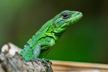 Green Lizard on a Tree Costa Rica Close Up