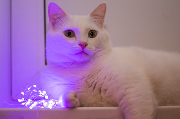 cat lying next to a glowing garland