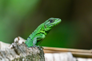 Green Lizard on a Tree Costa Rica