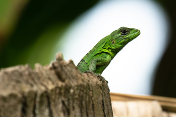 Green Lizard on a Tree Costa Rica