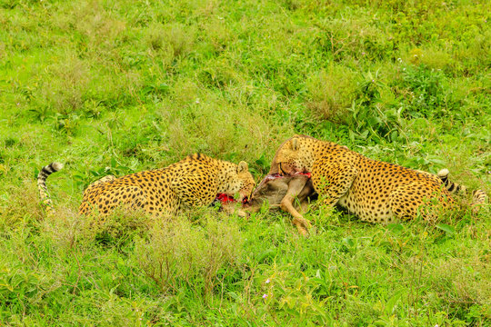 Two adult male of cheetahs eats a young Gnu or Wildebeest in the vegetation of Tarangire National Park, Tanzania, Africa.