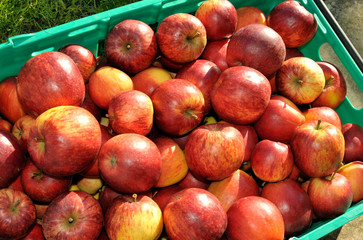 Apples