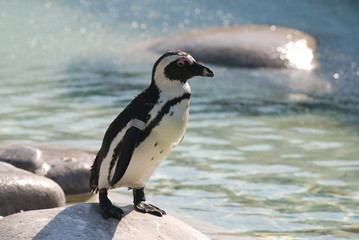 Naklejka premium Pinguin