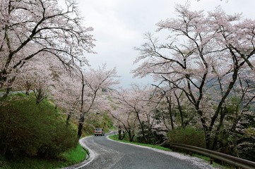 Amazing sakura (cherry) blossoms by the hairpin turn of a curvy highway in Miyasumi Park, Okayama, Japan ~ Beautiful spring scenery of sakura namiki (archway of cherry trees) in Japanese countryside