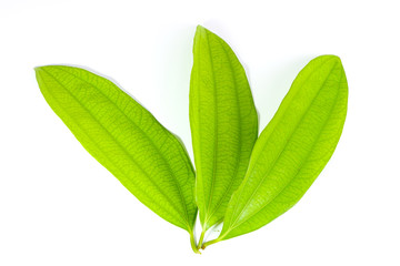 Leaf Cinnamon Close up